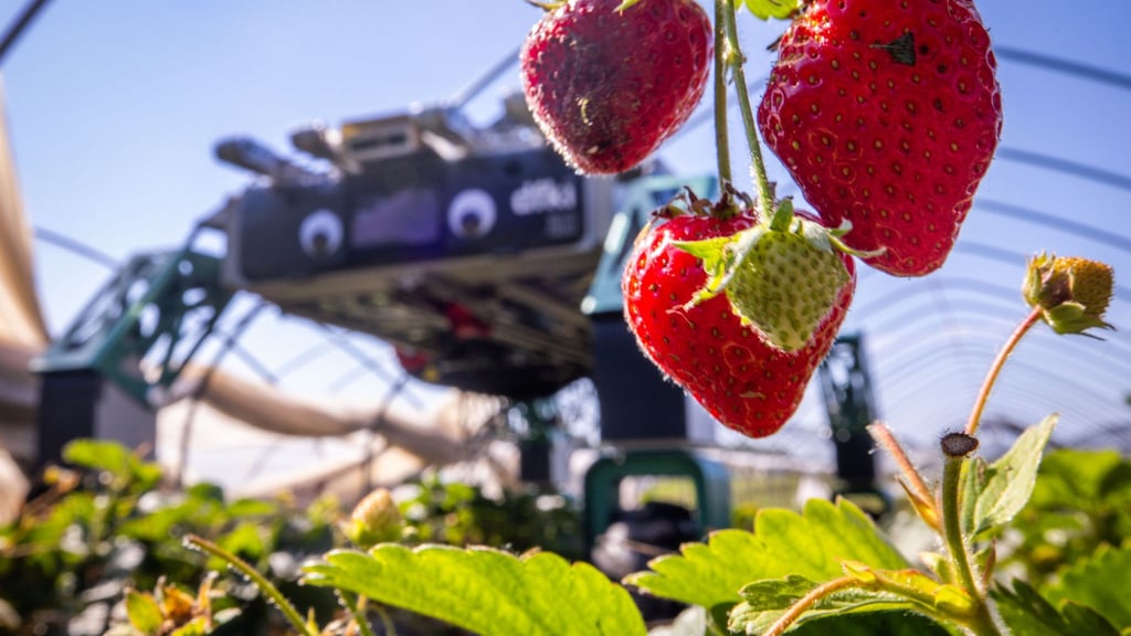 Roboter SHIVAA im Erdbeer-Einsatz.