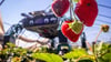Roboter SHIVAA im Erdbeer-Einsatz.