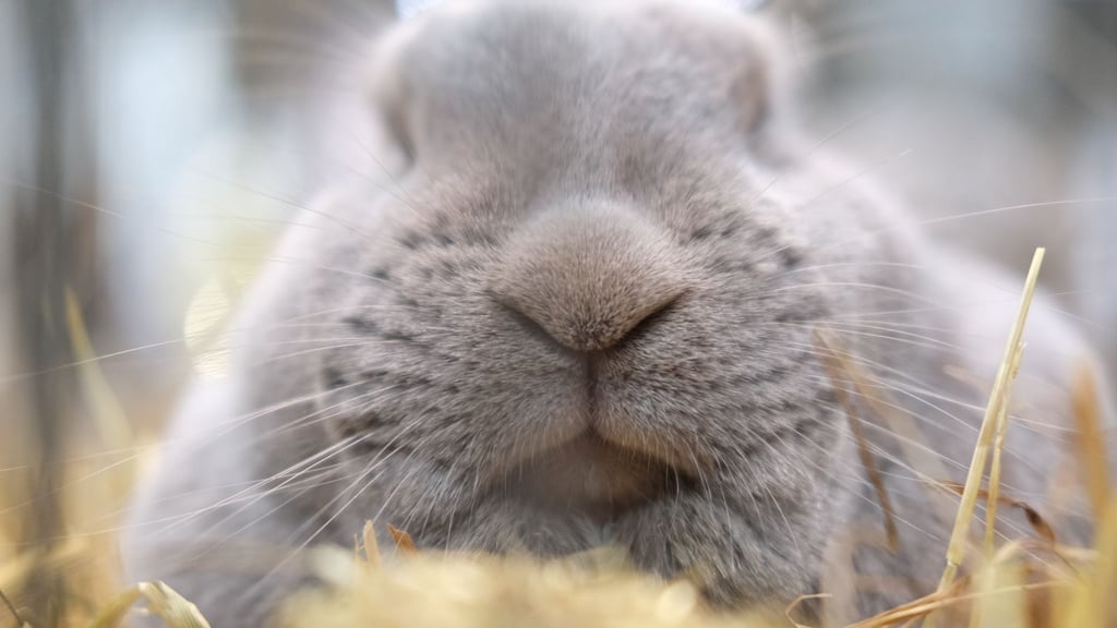 Regelmäßige Tierarztbesuche sind wichtig für die Gesundheit von Kaninchen.