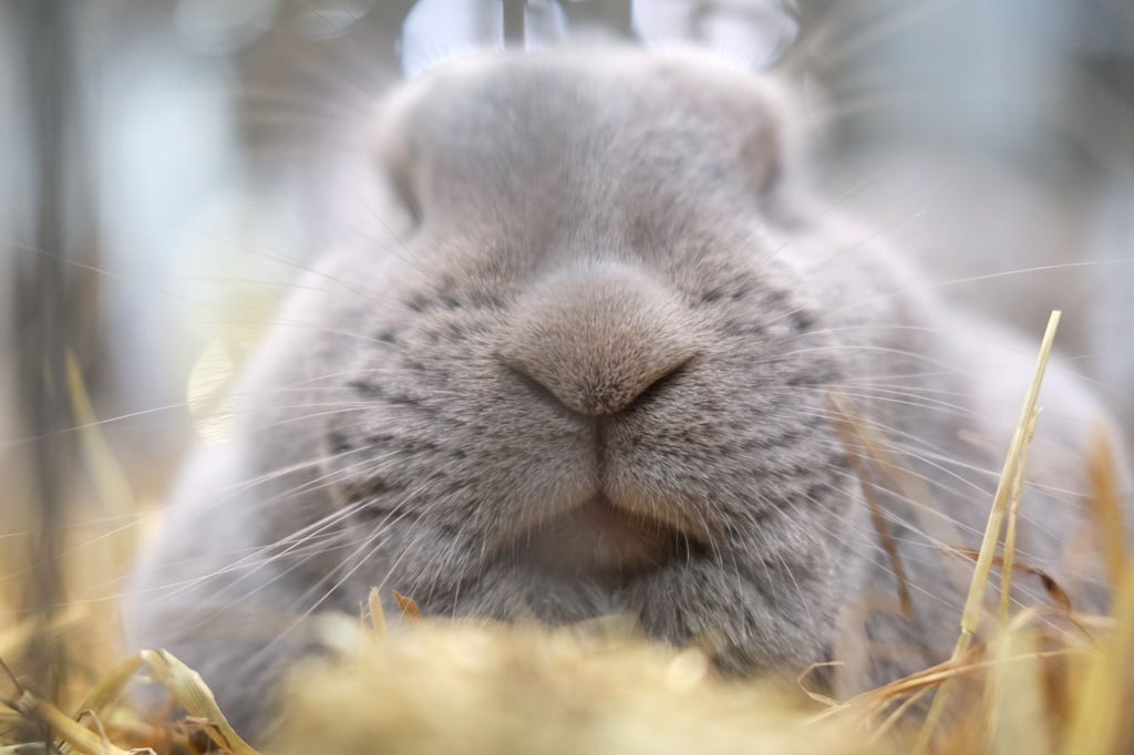 Regelmäßige Tierarztbesuche sind wichtig für die Gesundheit von Kaninchen.