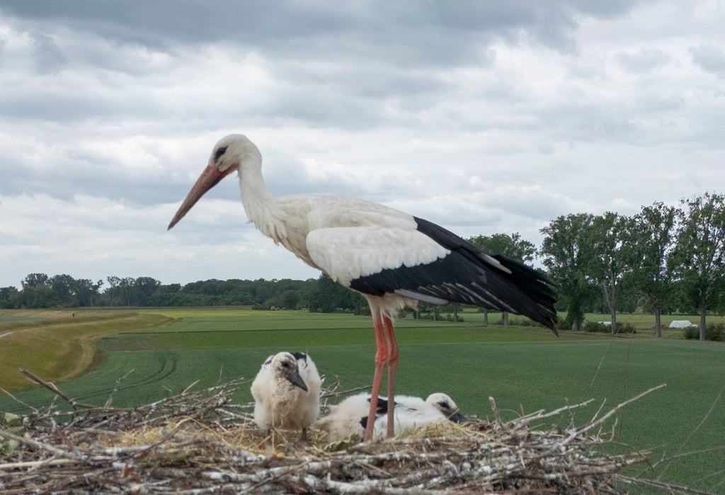 In der Nähe von Lüneburg werden Störche durch eine Drohne gestört. (Symbolbild)
