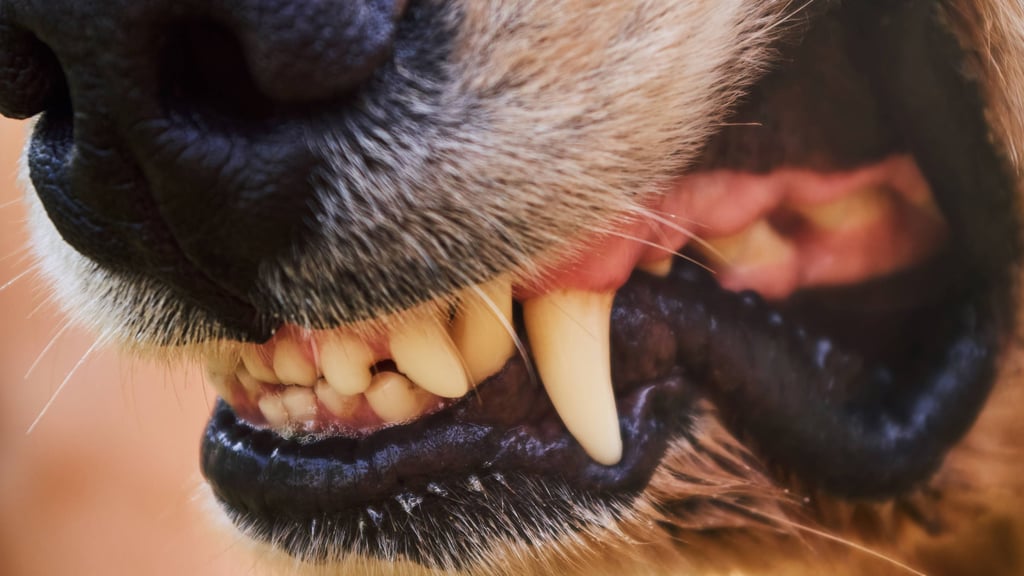 Beim Spazierengehen mit seinem Hund wurde ein Mann in Großkugel (Saalekreis) von einem anderen Hund angegriffen.