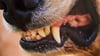 Beim Spazierengehen mit seinem Hund wurde ein Mann in Großkugel (Saalekreis) von einem anderen Hund angegriffen.