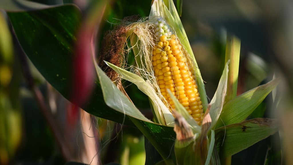 Rund 80 Prozent des in Deutschland angebauten Maises dienen der Tierfütterung, nur ein kleiner Teil wird als Lebensmittel genutzt.