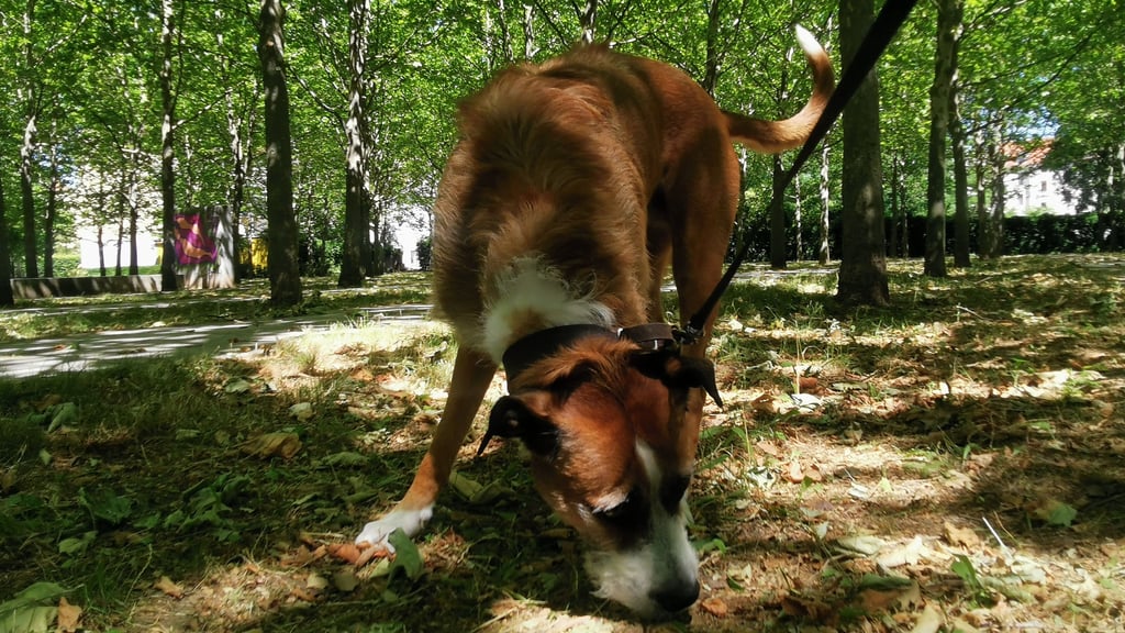 Die fast sechsjährige Irish-Wolfhound-Mix-Hündin Wilma macht die Hitze schwer zu schaffen. Daher gilt: Hunderunde im Schatten und Anstrengung vermeiden.