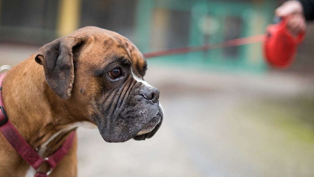 Hitze, Notfall, Rettung: Ein Hund kollabiert im Zoo Magdeburg. Der Boxer hatte einen Hitzeschlag (Symbolfoto).