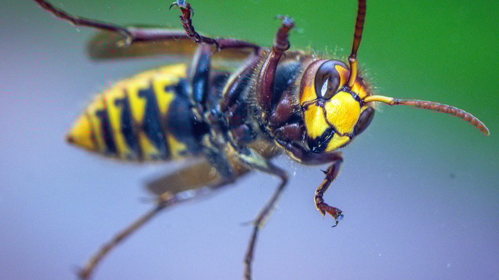 Wespen treten 2025 in größerer Zahl auf als in den Vorjahren.