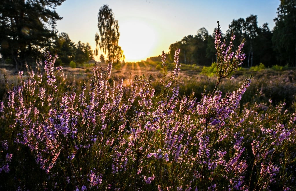 Die Sonne muss sich in den kommenden Tagen den Platz am Himmel öfter mit Wolken teilen.