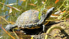 Eine der beiden offensichtlich ausgesetzten Schildkröten. Sie lässt sich am Stadtsee in Stendal die Sonne auf den Panzer scheinen.