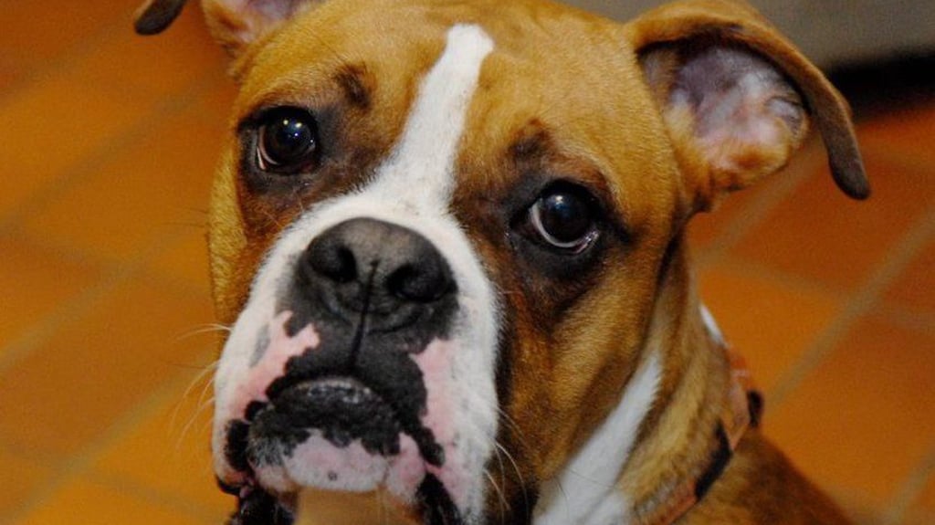 Hitze, Notfall, Rettung: Ein Hund kollabiert im Zoo Magdeburg. Der Boxer hatte einen Hitzeschlag (Symbolfoto).