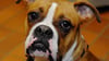 Hitze, Notfall, Rettung: Ein Hund kollabiert im Zoo Magdeburg. Der Boxer hatte einen Hitzeschlag (Symbolfoto).