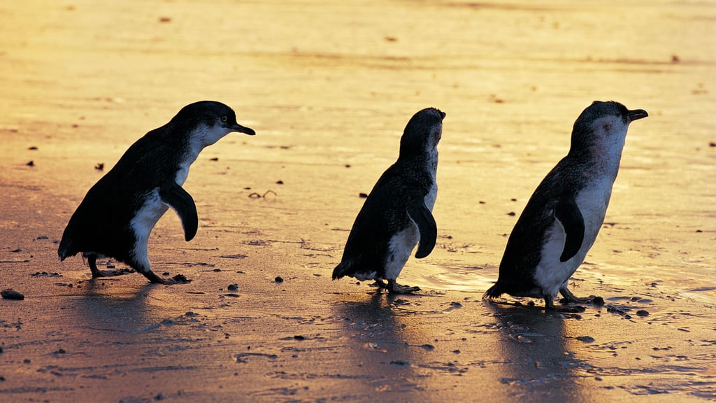 Über eine Dreiecksbeziehung zwischen Pinguinen erfahren Besucher des Magdeburger Zoos bei einer Führung zum Thema Homosexualität im Tierreich.