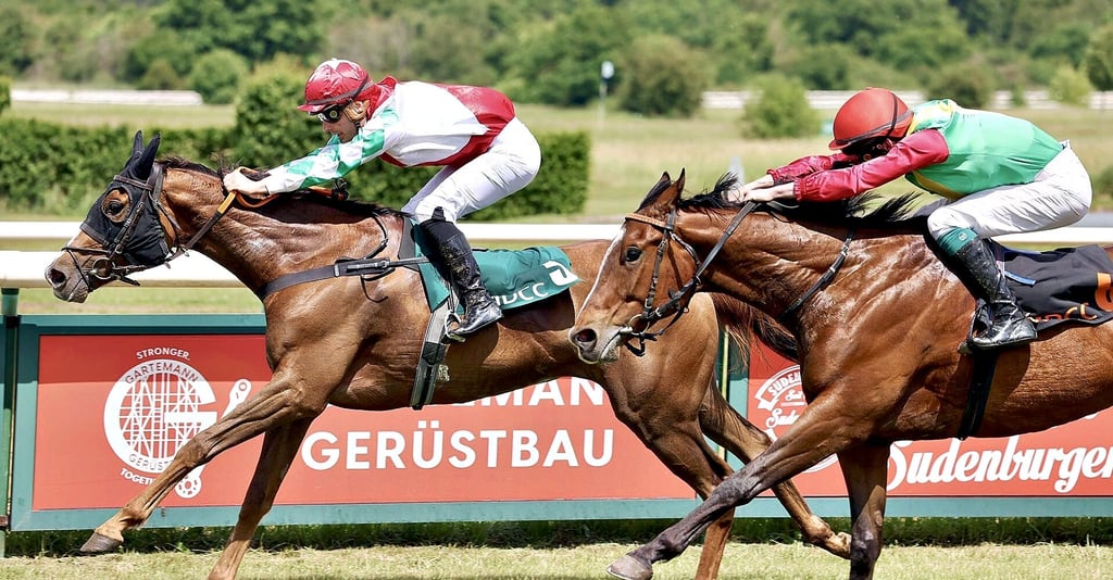 Die fünfjährige Rosel aus dem halleschen Rennstall – hier mit Jockey Kevin Braye Siegerin in Magdeburg – gehört in Halle zu den Favoritinnen.