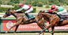 Die fünfjährige Rosel aus dem halleschen Rennstall – hier mit Jockey Kevin Braye Siegerin in Magdeburg – gehört in Halle zu den Favoritinnen.