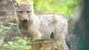 Der verwaiste Welpe wird im Wolfcenter aufgepäppelt.