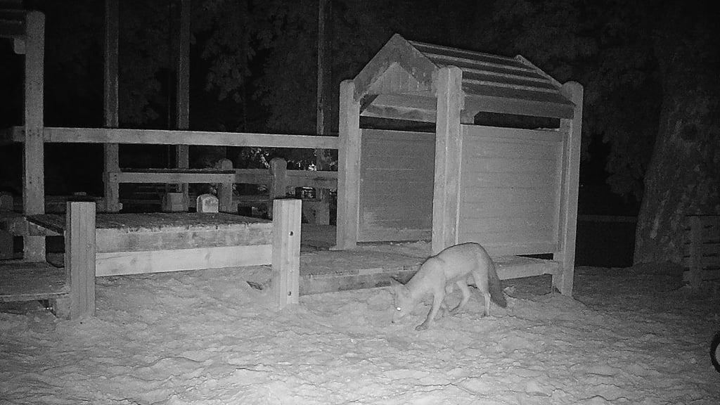 Ein junger Fuchs vor einem Spielgerät der Hüttenröder Kita. Das Tier ist Blankenburgs Stadtjäger Martin Reinert vorerst nur in die Fotofalle gegangen, soll aber nun eingefangen werden.