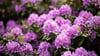 So prachtvoll blüht der Rhododendron! Damit das so bleibt, sollte man die Rhododendronzikade von der Pflanze fernhalten, zum Beispiel mit einer Gelbtafel.