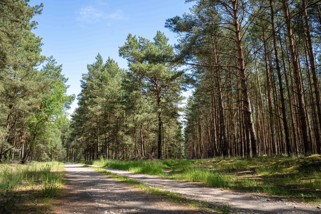 In einem Waldgebiet in Sachsen-Anhalt sollen die sterblichen Überreste gefunden worden sein.