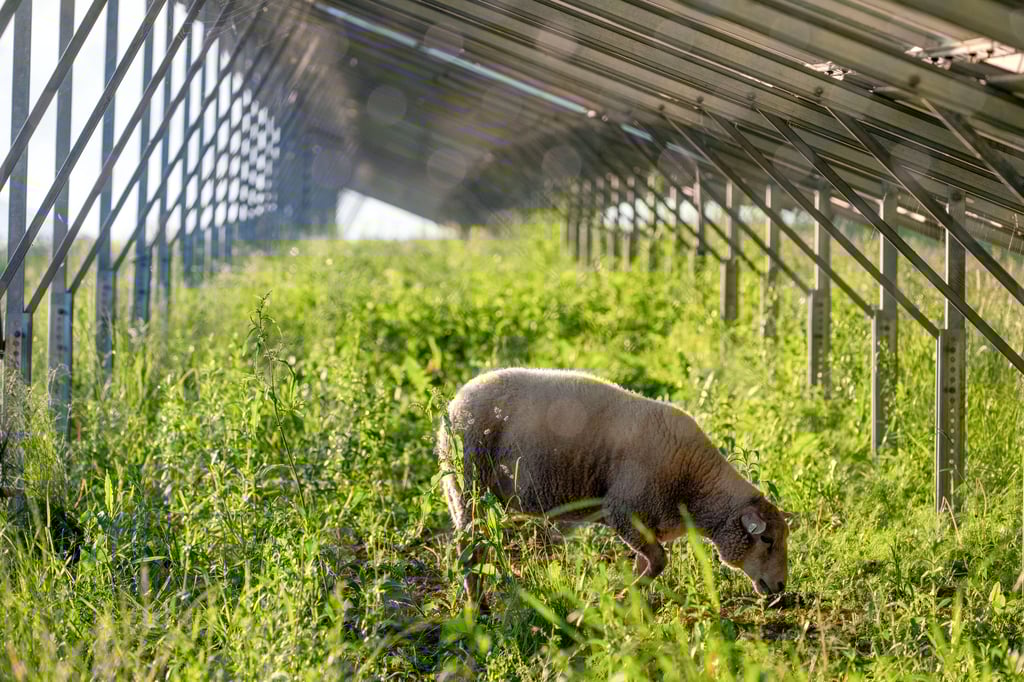 Ein Schaf grast unter einer Agri-PV-Anlage. Eine solche Anlage soll bei Mieste entstehen.