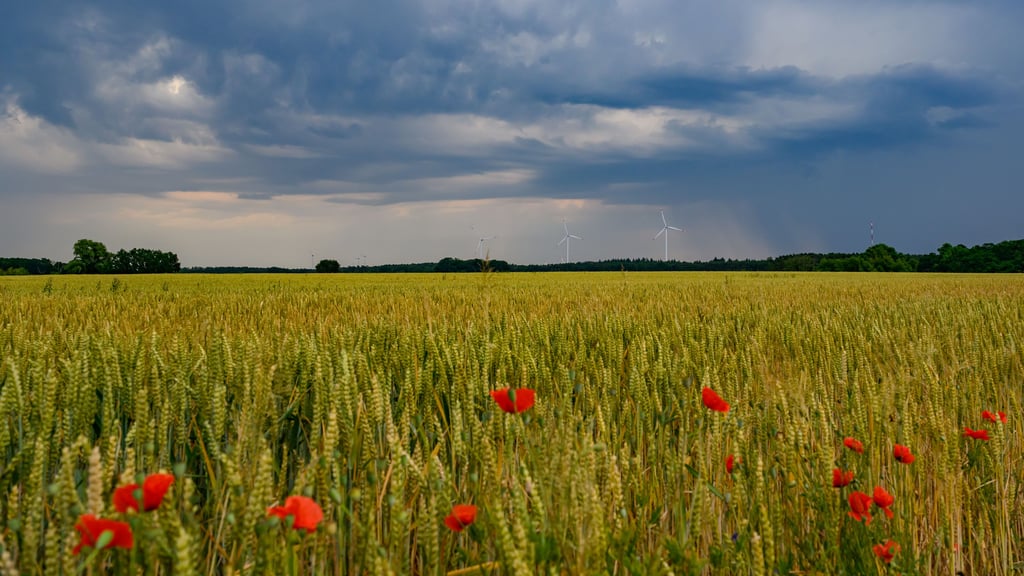 Hitze-Sommer in Sachsen-Anhalt: Das Wetter wird wieder sommerlich heiß, aber Gewitter und Schauer drohen.