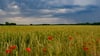 Hitze-Sommer in Sachsen-Anhalt: Das Wetter wird wieder sommerlich heiß, aber Gewitter und Schauer drohen.