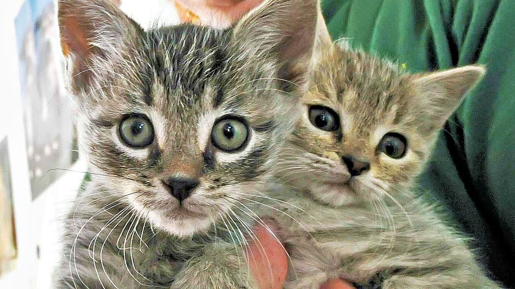 Im Ascherslebener Tierheim steht der Tag der offenen Tür an.