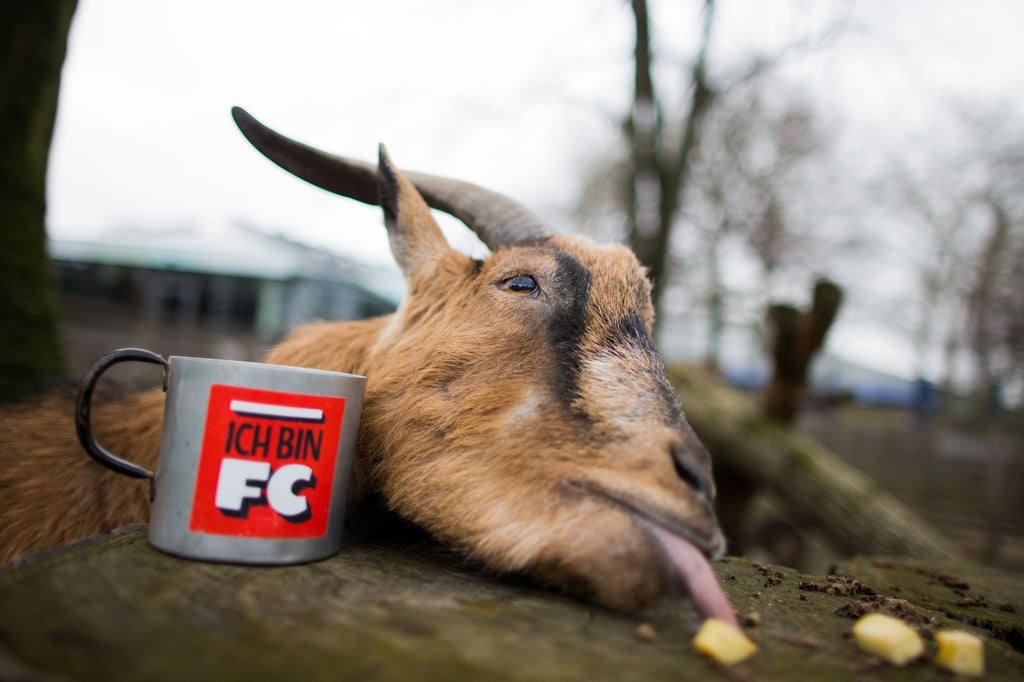 Auch ein „Goat“: Hennes, der Geißbock, das Wappentier der Fußball-Bundesligisten 1. FC Köln.