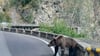 Ein etwa fünf Jahre alter Jungbär auf der Bergstraße Transfagarasan in den rumänischen Karpaten knurrt Autofahrer an.