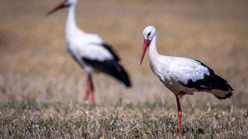 Auf Weiden und Äckern finden die Störche meist viel Futter. Im Frühjahr war das aufgrund der Trockenheit schwieriger.