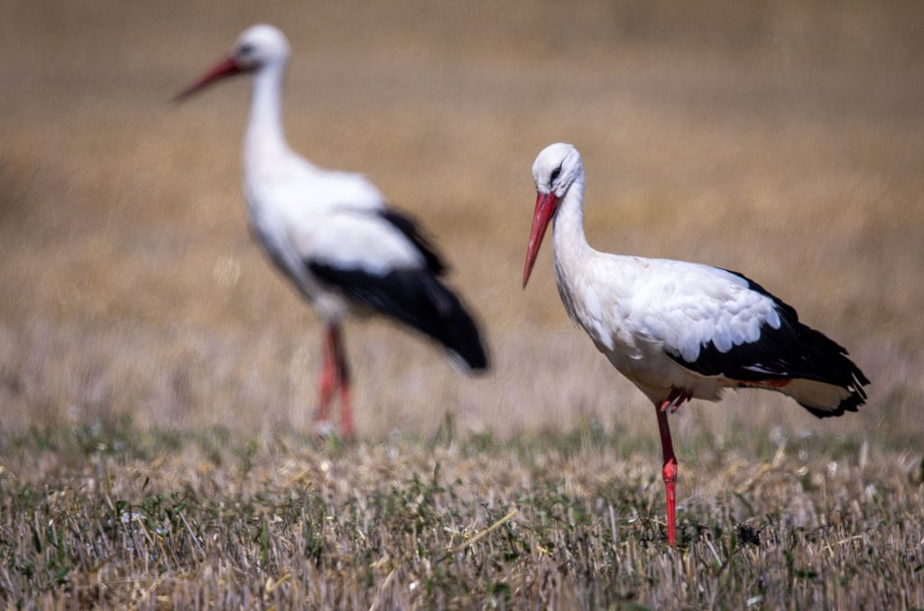 Auf Weiden und Äckern finden die Störche meist viel Futter. Im Frühjahr war das aufgrund der Trockenheit schwieriger.
