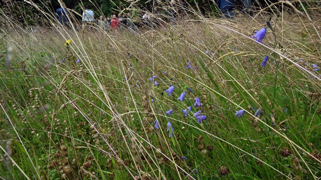 Naturschützer kritisieren Kürzungen durch das Umweltministerium. (Symbolbild)