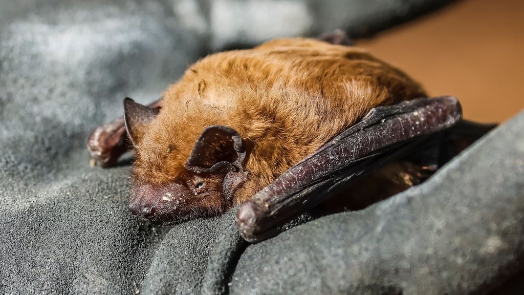 Verletzte oder erkrankte Fledermäuse, die tagsüber im Freien gefunden werden, sollte man nicht mit den bloßen Händen berühren (Archivbild).
