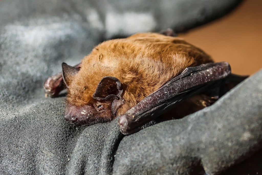 Verletzte oder erkrankte Fledermäuse, die tagsüber im Freien gefunden werden, sollte man nicht mit den bloßen Händen berühren (Archivbild).