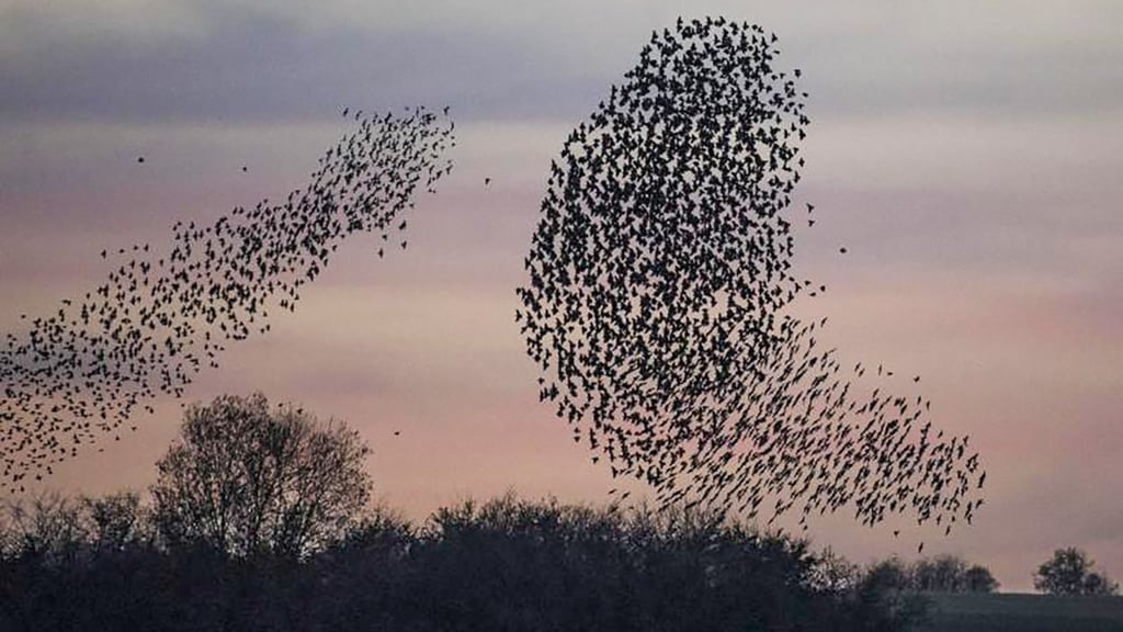 Flugformationen, die für Aufsehen sorgen: In dunklen Wolken tanzen die Stare in der Dämmerung über den Himmel.