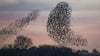 Flugformationen, die für Aufsehen sorgen: In dunklen Wolken tanzen die Stare in der Dämmerung über den Himmel. 