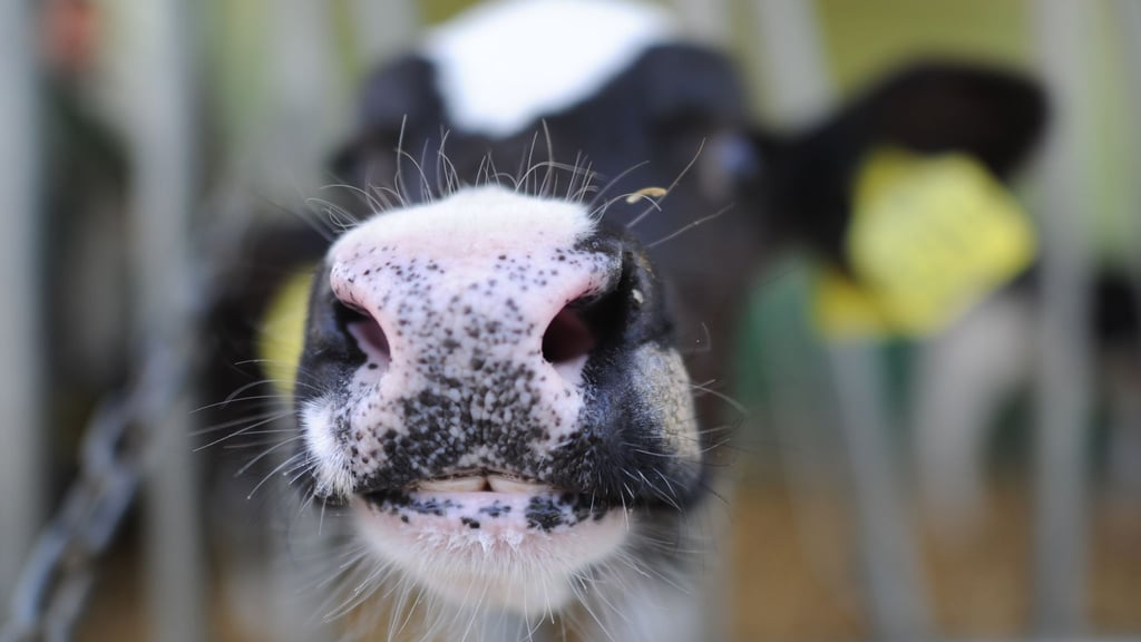 Die ganzjährige Anbindehaltung von Kühen ist stark umstritten (Symbolbild)