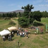 Blick auf die 500 Jahre alte Hohne-Eiche in Drei-Annen-Hohne während der Feierstunde zur Auszeichnung.