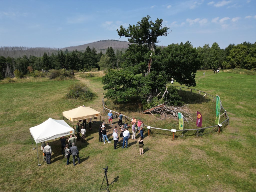 Blick auf die 500 Jahre alte Hohne-Eiche in Drei-Annen-Hohne während der Feierstunde zur Auszeichnung.