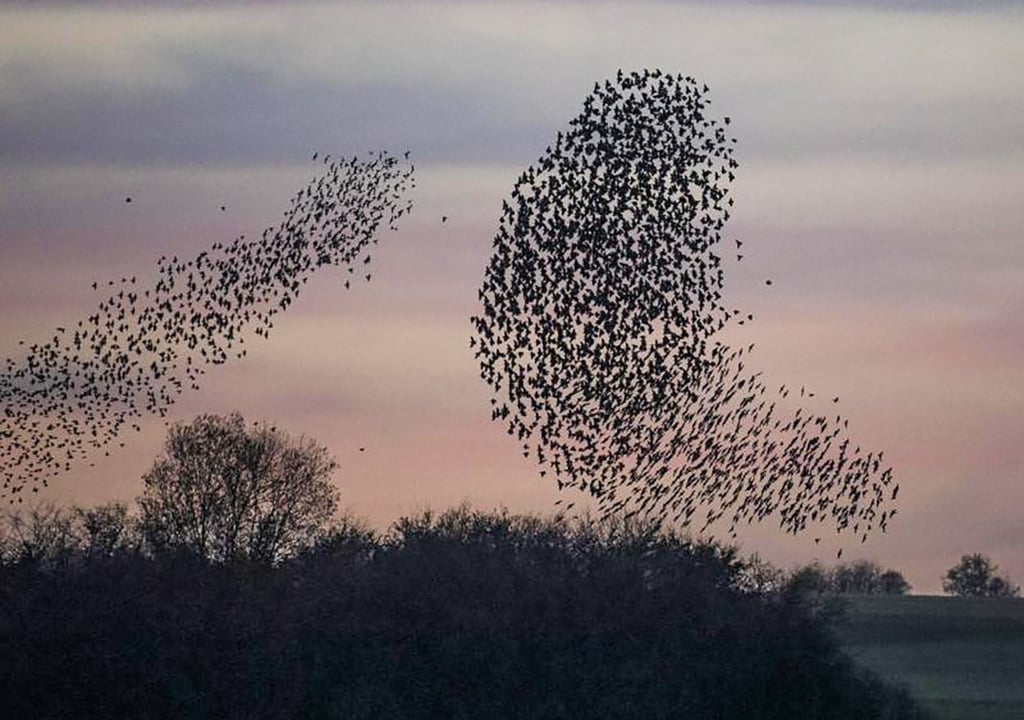 Flugformationen, die für Aufsehen sorgen: In Wolken tanzen die Stare in der Dämmerung über den Himmel.