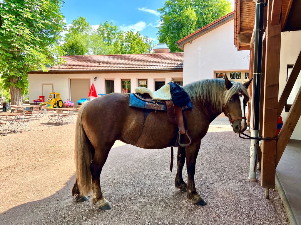 Da steht ein Pferd - im Märchengarten Paradies.