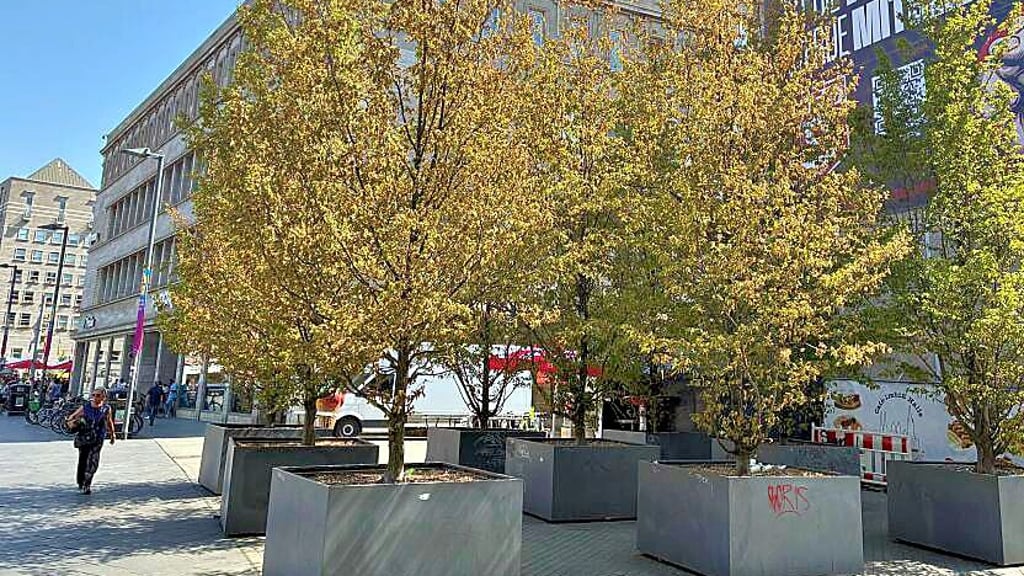 Die Kübelbäume am südwestlichen Ende des Marktplatzes in Halle