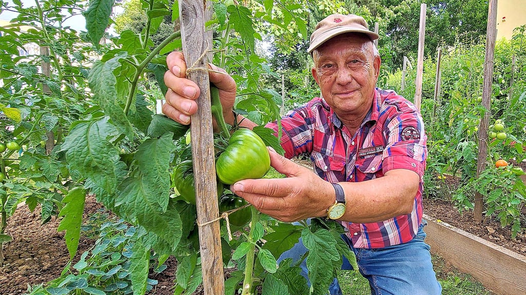 Im Tomatengarten an der Grundschule Pfeilergraben wird am 23. August der 14. Tomatentag stattfinden. Matthias Stier hofft auf viele Besucher.