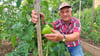 Im Tomatengarten an der Grundschule Pfeilergraben wird am 23. August der 14. Tomatentag stattfinden. Matthias Stier hofft auf viele Besucher.