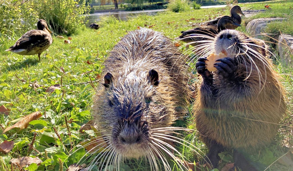 Nutrias und Enten zählen zu den Bewohner vom Flickschupark.