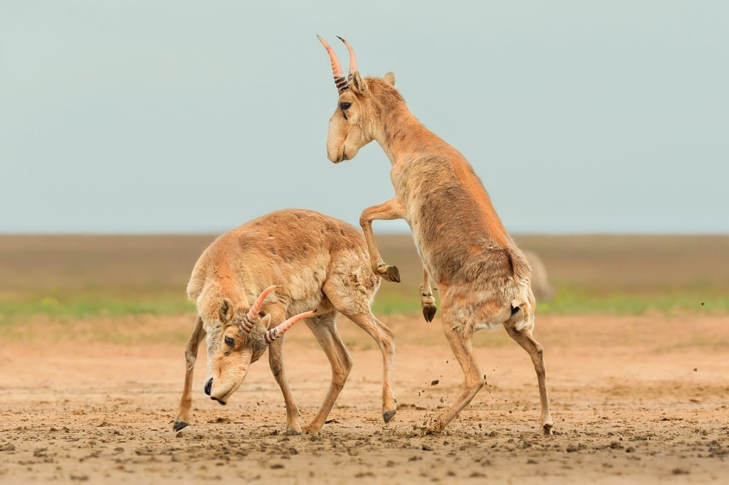 Die Antilopen sind in der zentralasiatischen Steppe beheimatet.