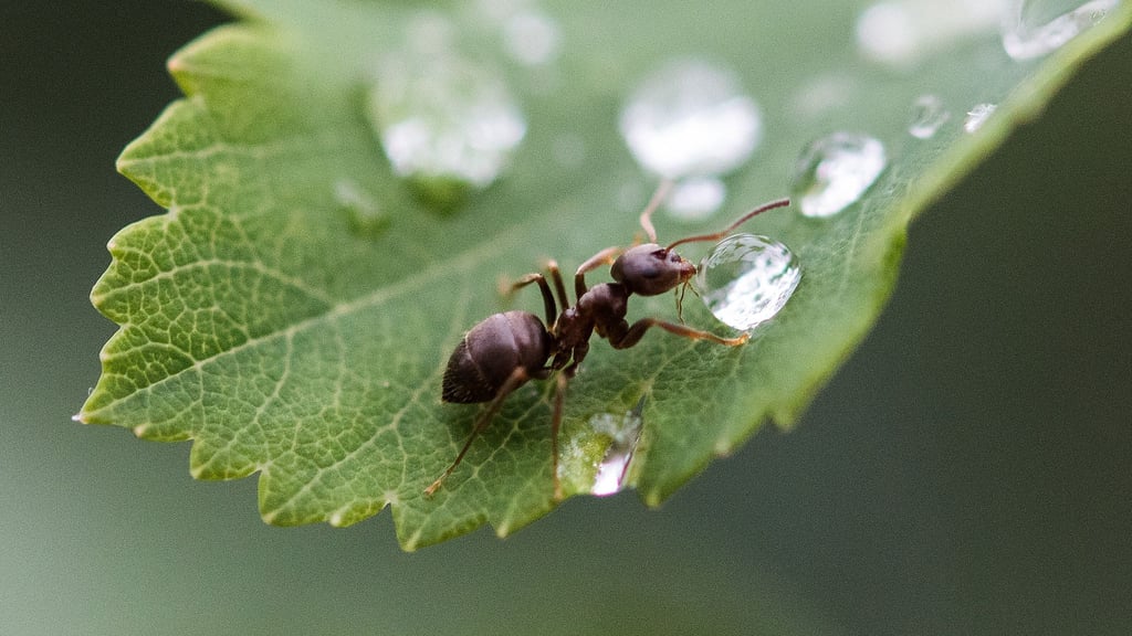 Ameisen sind zwar in der Wohnung lästig, im Garten sind sie aber durchaus nützlich.