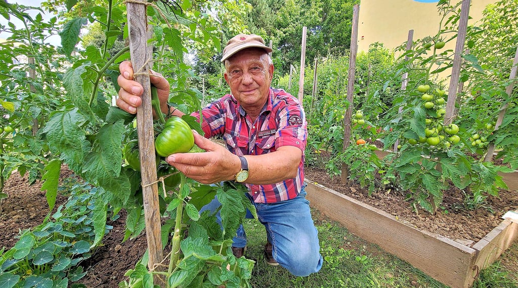Im Tomatengarten an der Grundschule Pfeilergraben wird am 23. August der 14. Tomatentag stattfinden. Matthias Stier hofft auf viele reife Tomaten.