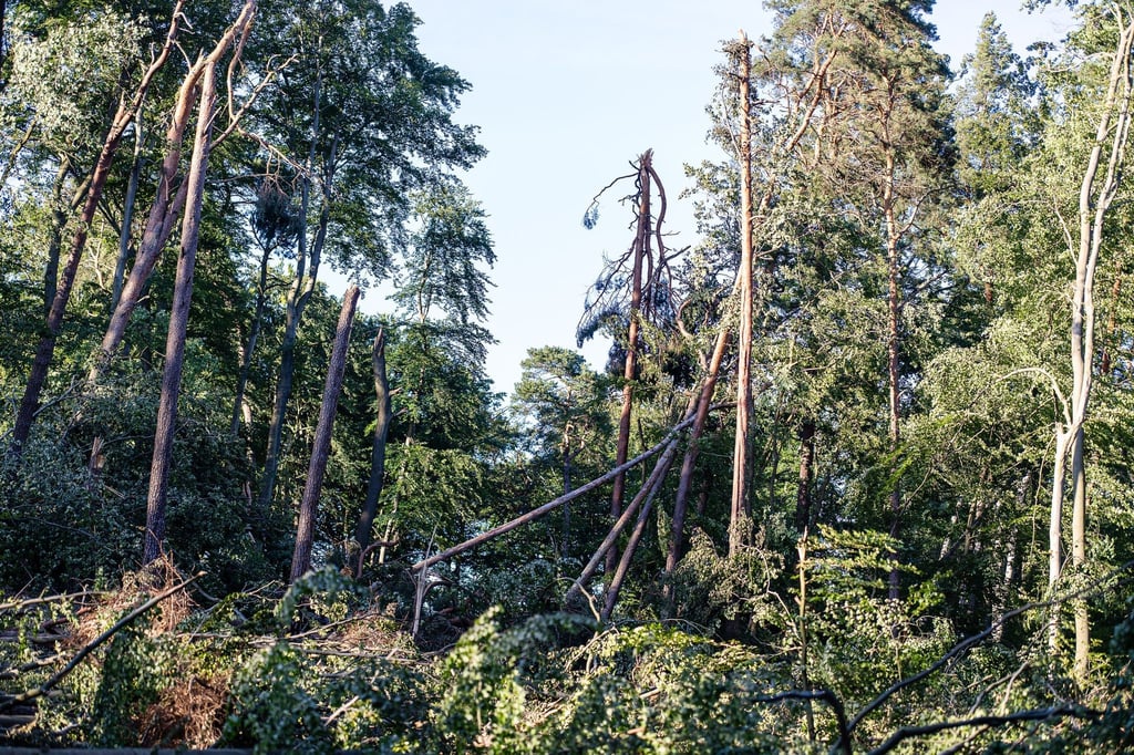 Mehrere Stürme hatten Ende Juni und im Juli schwere Schäden in den Tegeler und Spandauer Forsten angerichtet. (Archivbild)