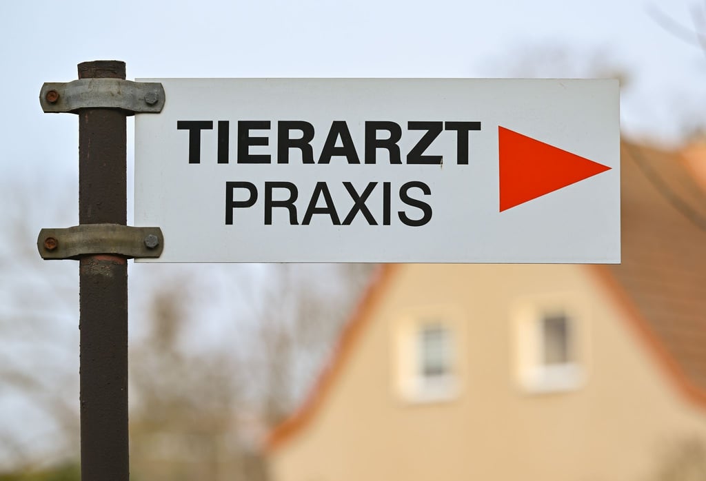 Unbekannte haben Katzen den Schwanz abgerissen. (Symbolbild)