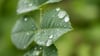 Durch den Regen treiben viele Bäume nun kräftig neue Blätter aus (Archivbild).